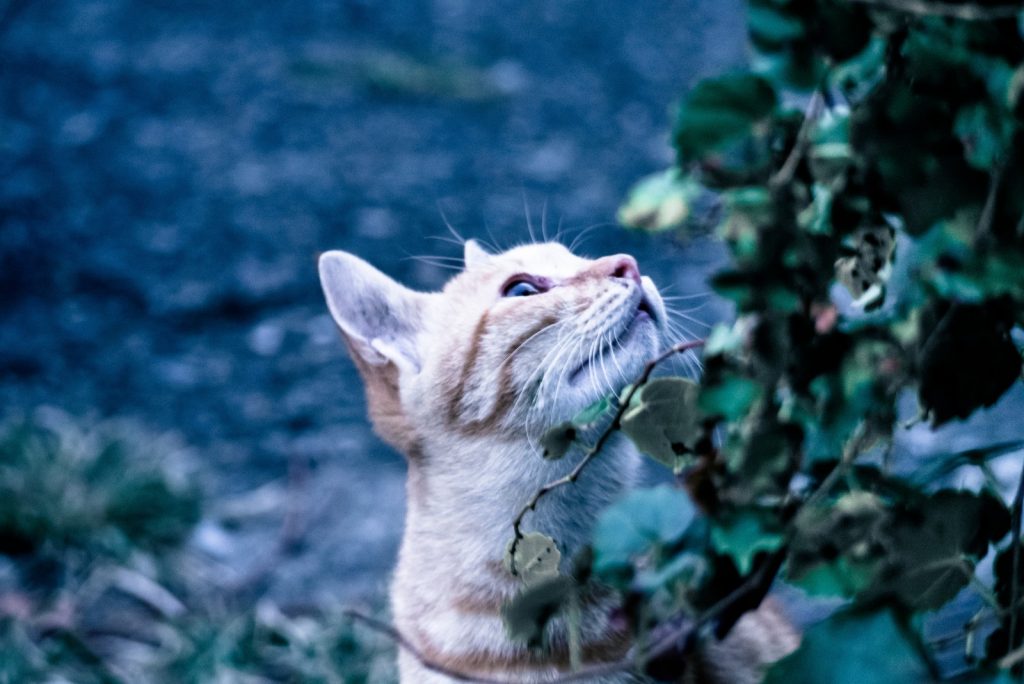 木の上を観察する猫