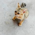 コンクリートの上の子猫
