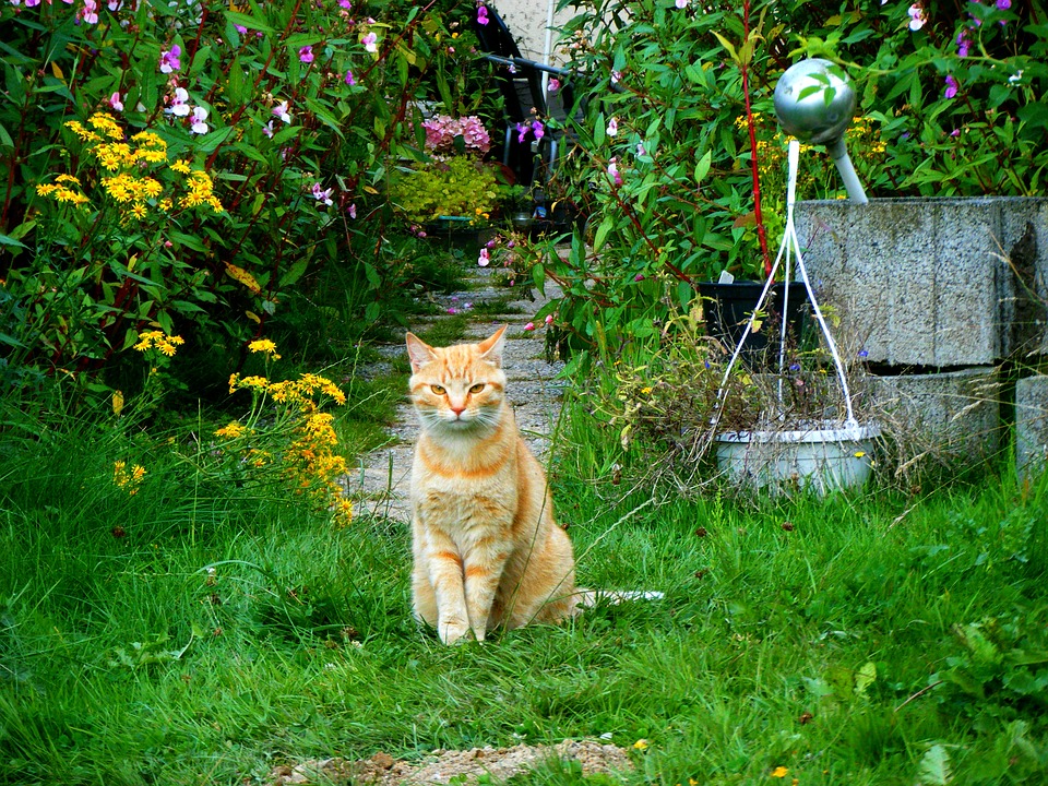 朝、庭に侵入したら人に見つかった野良猫