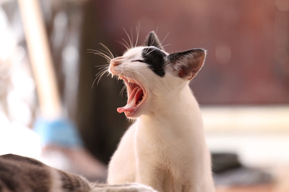 あくびをする野良猫